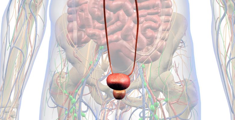 Cancro da bexiga de alto risco: biomarcadores não invasivos prometem antecipar a falha à imunoterapia com BCG